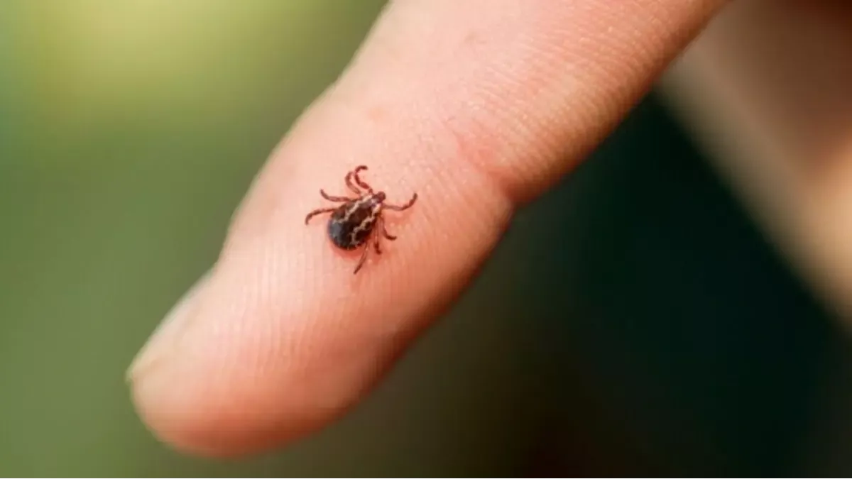 Febre maculosa já causou quatro mortes no RJ em 2026, com concentração no Norte e Noroeste